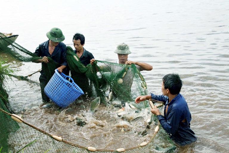 Mô hình nuôi thủy sản của HTX Gia Minh cho thu nhập hàng trăm triệu đồng mỗi năm