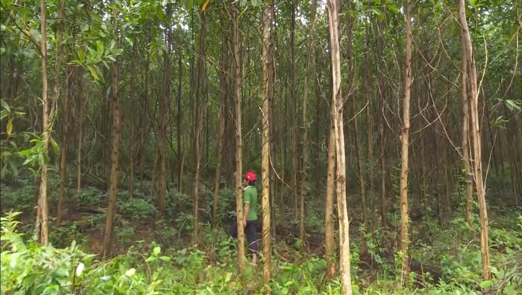 Rừng trồng của HTX Hương Phong.