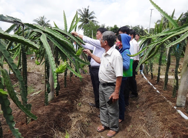 HTX thanh long Hậu Lộc đang là điểm sáng trong sản xuất sạch, hiệu quả cao (Ảnh: Tư liệu)