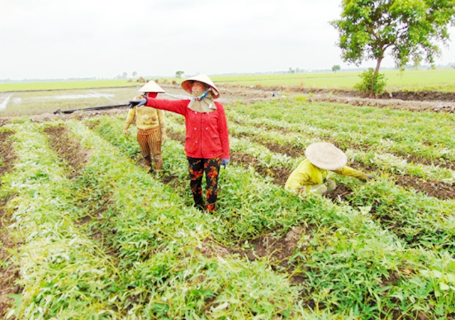 Khoai lang Bình Tân cũng là mặt hàng có thương hiệu mạnh tại Vĩnh Long (Ảnh TL)