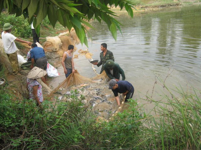 Việc chuyển đổi từ diện tích trồng lúa kém hiệu quả sang nuôi cá ở HTX Gia Minh đang mang lại hiệu quả tích cực