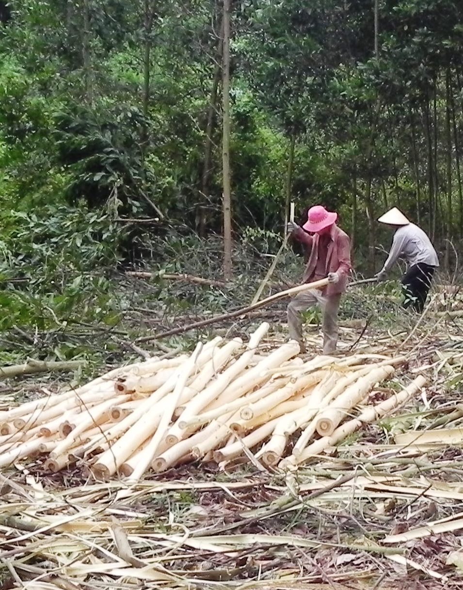 Việc thành lập HTX Hương Phong giúp người dân liên kết, nâng cao giá trị từ trồng rừng bền vững.