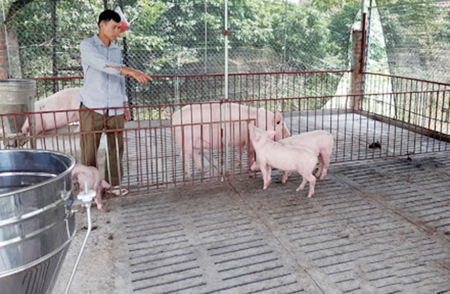 Phương thức chăn nuôi hữu cơ giúp mô hình nuôi lợn nâng cao hiệu quả (Ảnh Tư liệu)