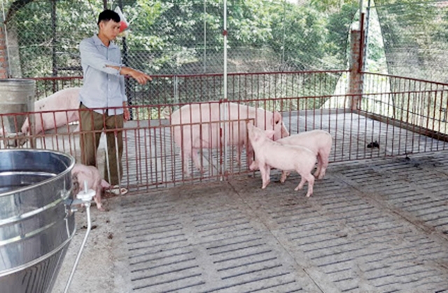 Phương thức chăn nuôi hữu cơ giúp mô hình nuôi lợn nâng cao hiệu quả (Ảnh Tư liệu)