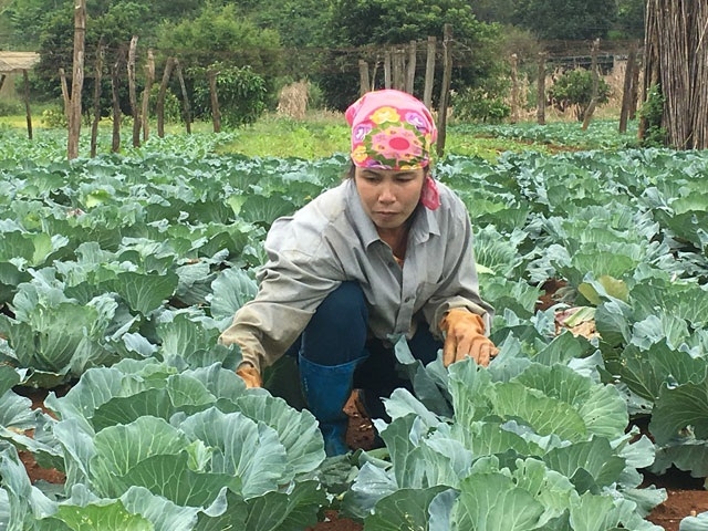 HTX Nông nghiệp hữu cơ bản Tự Nhiên tích cực hỗ trợ người dân giảm nghèo nhờ liên kết trồng rau
