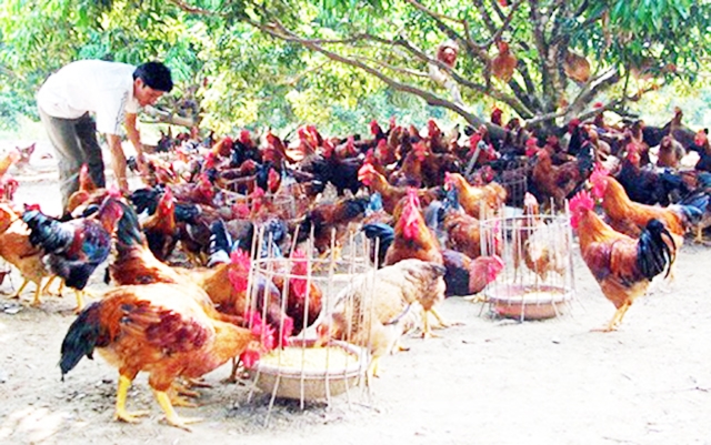 Chăn nuôi hữu cơ giúp các sản phẩm chăn nuôi tại Yên Thế có chất lượng cao (Ảnh TL)