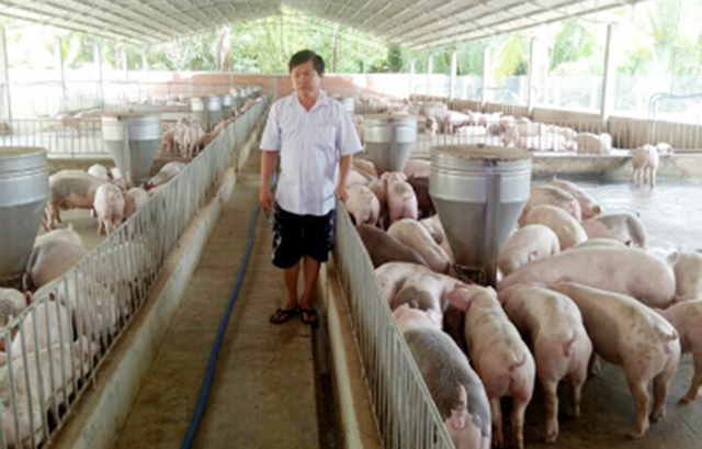 THT nuôi heo VietGAP Mỏ Cày đứng vững nhờ sản xuất an toàn (Ảnh Tư liệu)