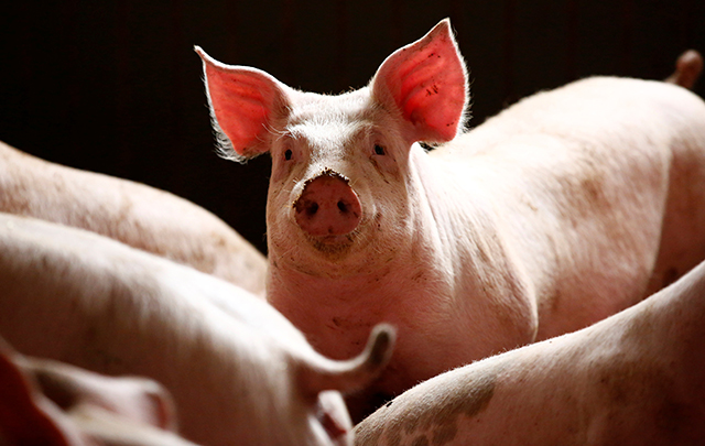 Chăn nuôi an toàn giúp thịt heo của THT có chất lượng rất cao (Ảnh TL)