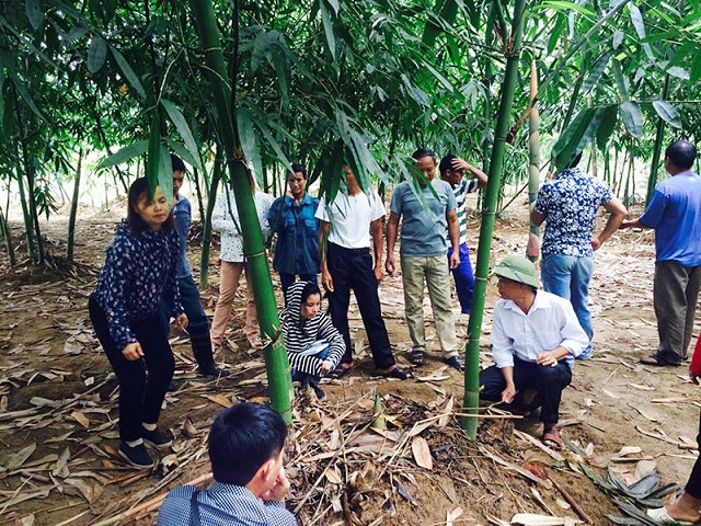 Măng tre Bát độ hỗ trợ Kiên Thành xây dựng nông thôn mới