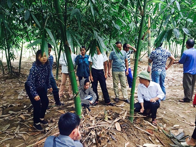 Măng tre Bát độ hỗ trợ Kiên Thành xây dựng nông thôn mới