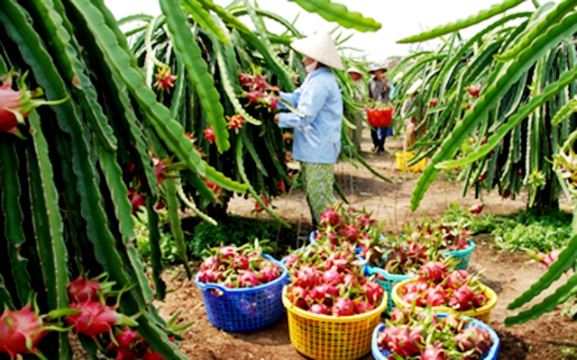 Các HTX, tổ hợp tác đang đóng góp tích cực nâng cao hiệu quả của trái thanh long (Ảnh TL)