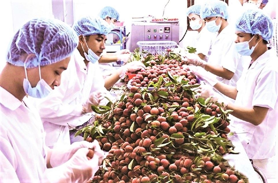 Cục Xúc tiến thương mại sẽ tiếp tục tổ chức các buổi giao thương trực tuyến đê đẩy mạnh xuất khẩu nông sản sang thị trường Trung Quốc.