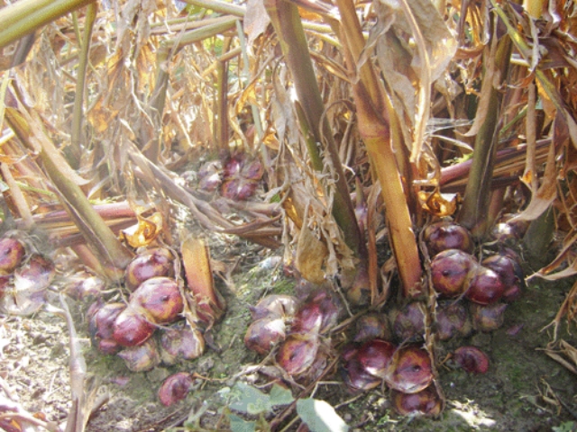 Nhờ chuyển đổi cơ cấu cây trồng, ngành nông nghiêp huyện Nguyên Bình đã có bước phát triển đột phá (Ảnh: TL)