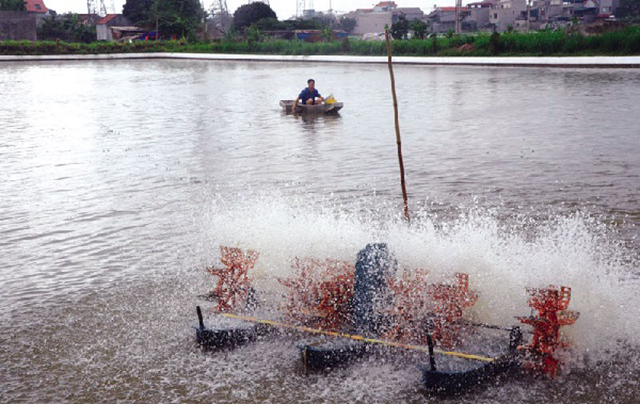 Thủy sản VietGAP có nhiều tiềm năng phát triển ở Bắc Ninh (Ảnh Tư liệu)