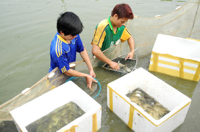Các HTX, tổ hợp tác thủy sản đang cho thấy hiệu quả cao (Ảnh TL)
