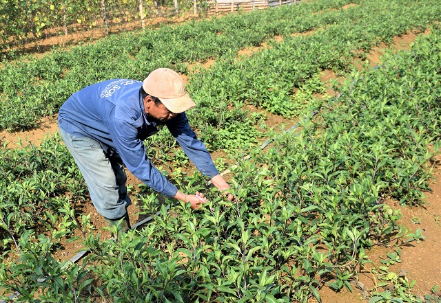 Người dân Phước Sơn nâng cao đời sống từ trồng rau lủi (Ảnh: TL)