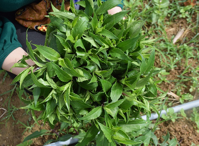 So với trồng trên rừng, trồng rau lủi tại vườn nhà đem lại hiệu quả kinh tế cao hơn (Ảnh: TL)