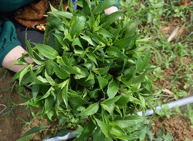 So với trồng trên rừng, trồng rau lủi tại vườn nhà đem lại hiệu quả kinh tế cao hơn (Ảnh: TL)