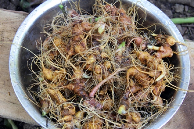 Trồng sâm Ngọc Linh mang lại giá trị kinh tế cao cho người dân xã Trà Linh (Ảnh: TL)