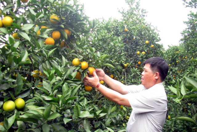 8 HTX nông nghiệp lựa chọn cây trồng thế mạnh của huyện (Ảnh: TL)