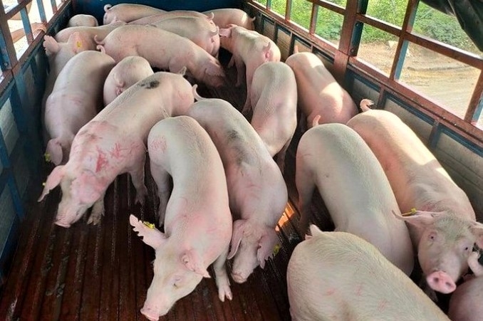 Số lượng lợn sống nhập khẩu từ Thái Lan được các doanh nghiệp đăng ký tính đến ngày 12/6 đã lên tới gần 1 triệu con