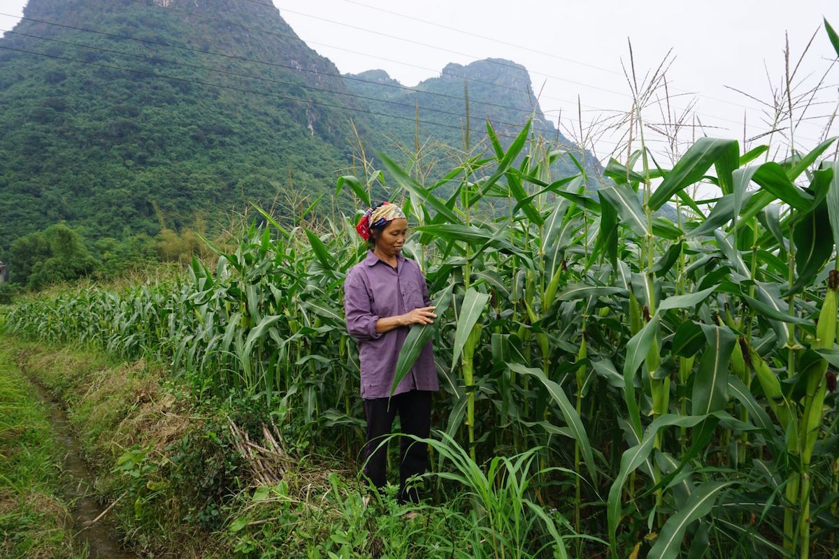 Vùng ngô thương phẩm phục vụ chăn nuôi bò (Ảnh: TL)