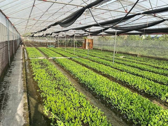 Rau an toàn cần phải đủ 45 ngày mới thu hoạch được một lứa sản phẩm