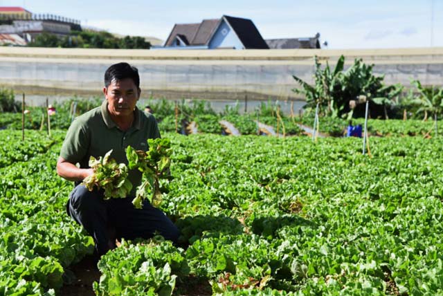 Rau, hoa Đà lạt trở lại thị trường (Ảnh Internet)