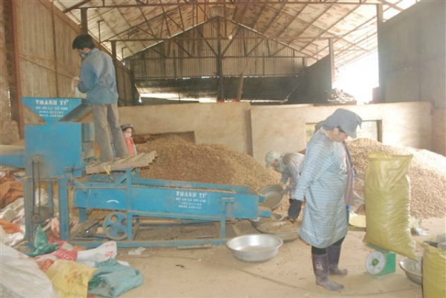 Nhờ sản xuất liên kết theo chuỗi giá trị đã mang lại thu nhập cho nhiều hộ gia đình (Ảnh: TL)