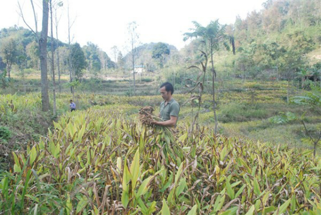 Cây gừng, cây nghệ hợp với khí hậu thổ nhưỡng ở Cao Bằng nên luôn cho năng suất cao, đầu ra được ổn định (Ảnh: TL)