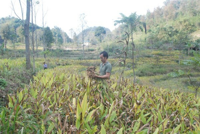 Cây gừng, cây nghệ hợp với khí hậu thổ nhưỡng ở Cao Bằng nên luôn cho năng suất cao, đầu ra được ổn định (Ảnh: TL)