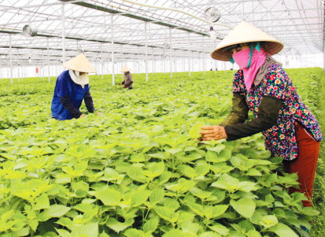 HTX có vai trò quan trọng trong xây dựng NTM xã An Thịnh.