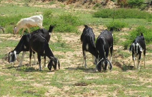 Hiện đàn dê của gia đình anh Hách có hơn 30 con (Ảnh: TL)