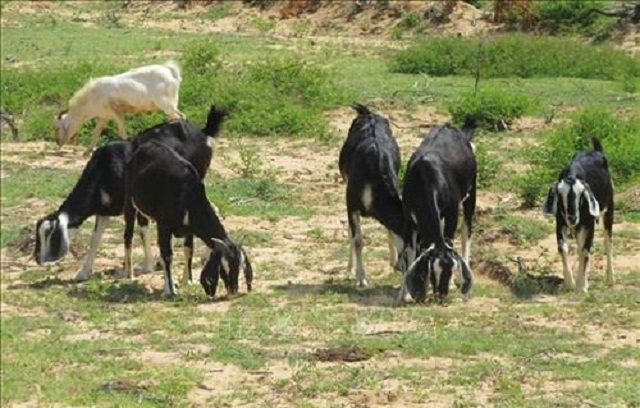 Hiện đàn dê của gia đình anh Hách có hơn 30 con (Ảnh: TL)