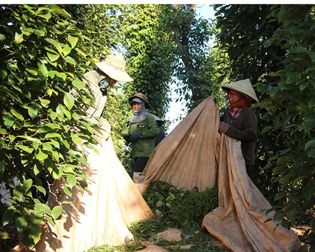 Được hỗ trợ vốn vay, nhiều HTX nông nghiệp ở Đắk Lắk từng bước vươn lên thoát nghèo