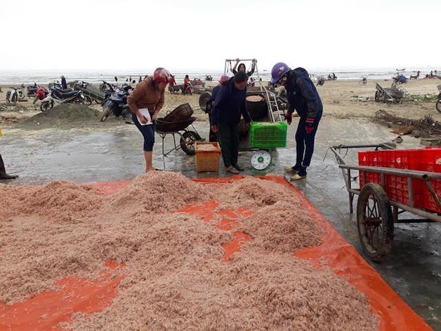 Để làm ra được những sản phẩm chất lượng tốt nhất htx thu mua & chế biến thủy Hải sản Chiến Thắng chọn nguyên liệu từ những thuyền mới đánh về