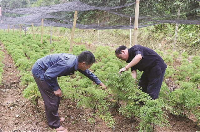 HTX cũng rất thành công với cây dược liệu (Ảnh TL)