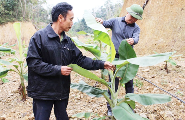 Chuối đang là cây chủ lực của HTX với hơn 10 ha (Ảnh Tư liệu)