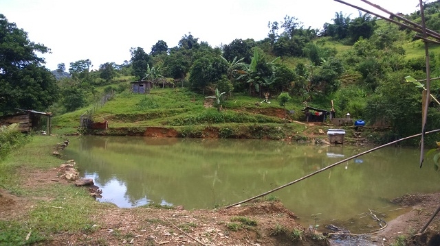 Mô hình chăn nuôi kết hợp của gia đình anh Bhơling Hách (Ảnh: TL)