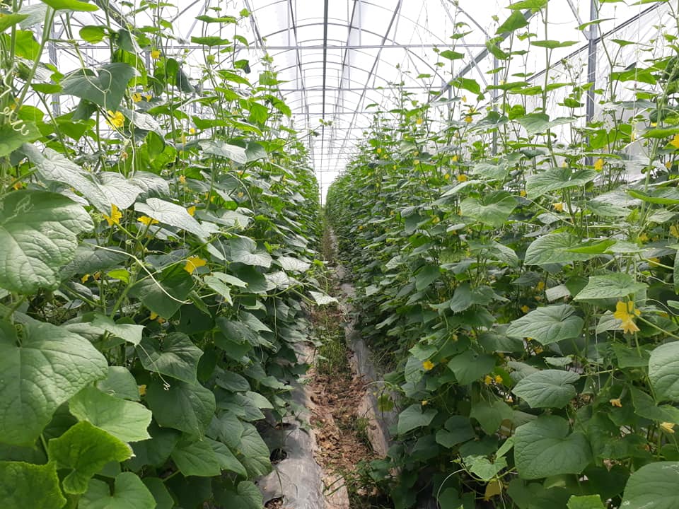 Đảm bảo môi trường là tiêu chí hàng đầu của HTX nông nghiệp hữu cơ công nghệ cao Liêm Anh