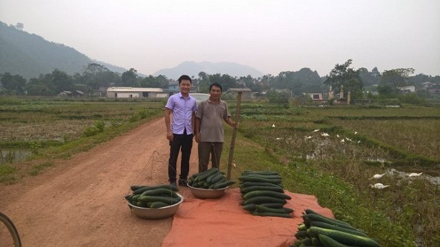 Anh Bùi Đức Tuyển cùng người dân thu hoạch bí đao sạch