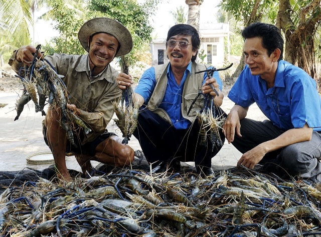 Nhiều mô hình sản xuất khác cũng được nhân rộng và đánh giá cao về hiệu quả kinh tế như mô hình nuôi tôm siêu thâm canh (Ảnh:Internet)