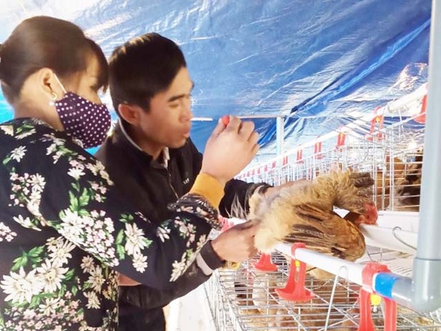 Sau gà thịt, HTX đang có thành công tích cực từ nuôi gà giống (Ảnh Tư liệu)