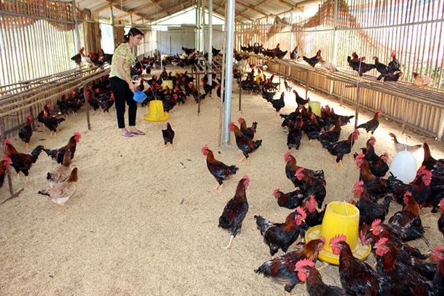 HTX thành công nhờ phương pháp chăn nuôi sạch, đảm bảo vệ sinh môi trường (Ảnh TL)