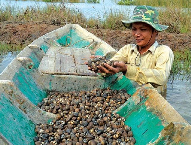 Mô hình nuôi sò huyết kết hợp tôm, cua ngày càng được nhân rộng tại xã Đông Thới, huyện Cái Nước, Cà Mau (Ảnh:Internet)