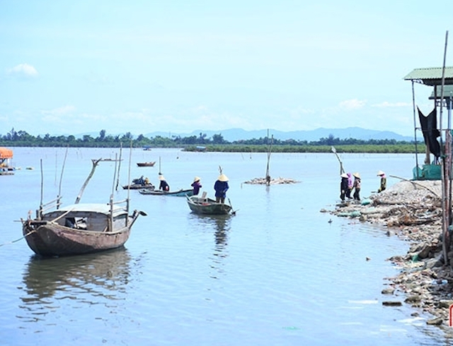Thời điểm này, các HTX đã thu hoạch được gần 2.000 tấn ngao thương phẩm (Ảnh: TL)