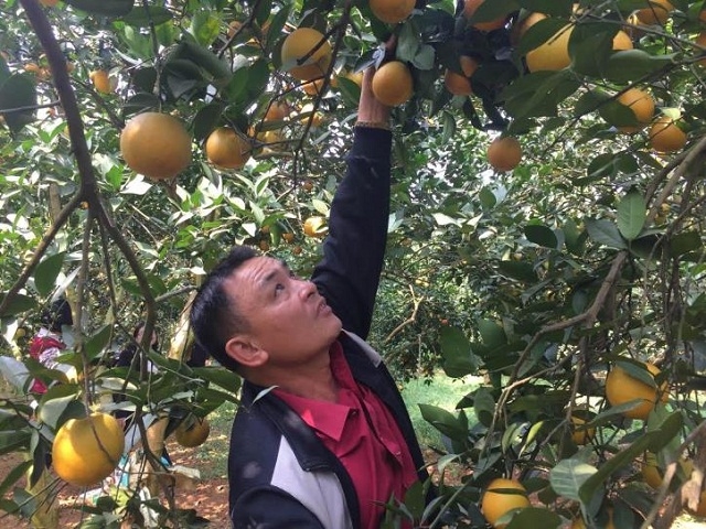 HTX Mường Động với chuỗi giá trị cam bền vững đã góp phần không nhỏ vào công tác giảm nghèo ở Kim Bôi (Ảnh:TL)