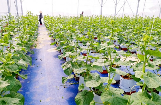 Cần Đước đang thúc đẩy các chính sách hỗ trợ phát triển nông nghiệp công nghệ cao (Ảnh Tư liệu)