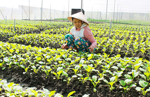 Sự đồng hành của các HTX, tổ hợp tác giúp các mô hình nông nghiệp nâng cao hiệu quả (Ảnh TL)