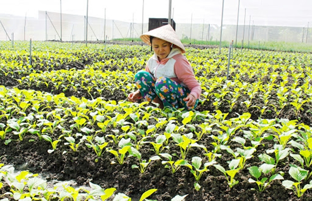 Sự đồng hành của các HTX, tổ hợp tác giúp các mô hình nông nghiệp nâng cao hiệu quả (Ảnh TL)